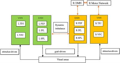 Applications of Functional Magnetic Resonance Imaging in Determining the Pathophysiological Mechanisms and Rehabilitation of Spatial Neglect